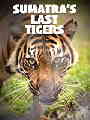 Sumatra's Last Tigers - Libri per viaggiare: Indonesia