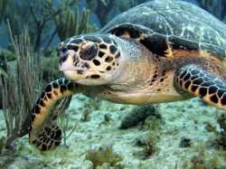 Cayman: Green Turtle at Cobalt Coast © Cayman Islands Department of Tourism - Jay Easterbrook